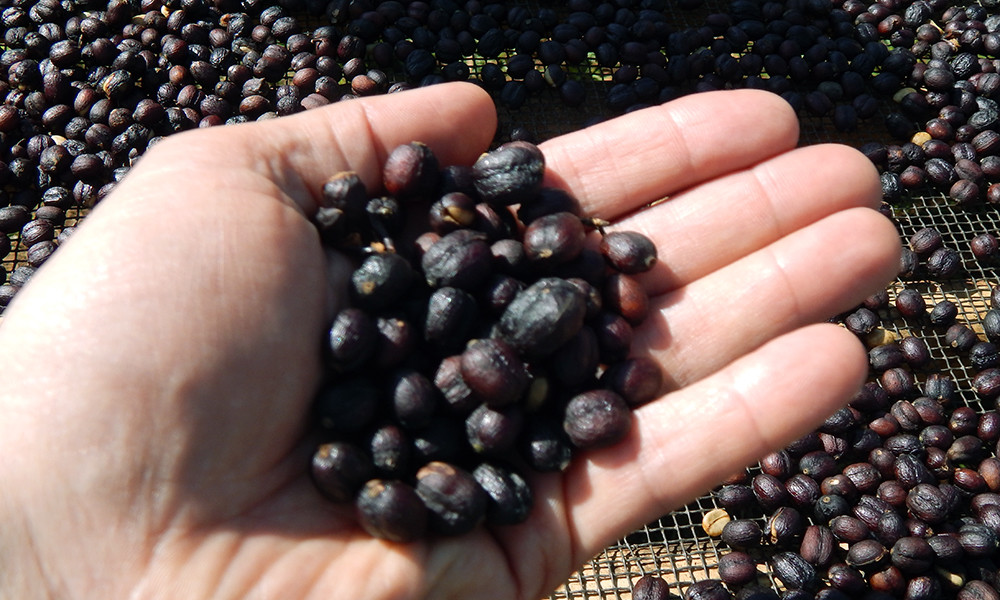 Ethiopian Yirgacheffe Coffee Beans Roasted Daily Medium 2 Bags 1 Pound Each