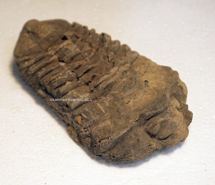 Trilobite Fossil, 137gm.