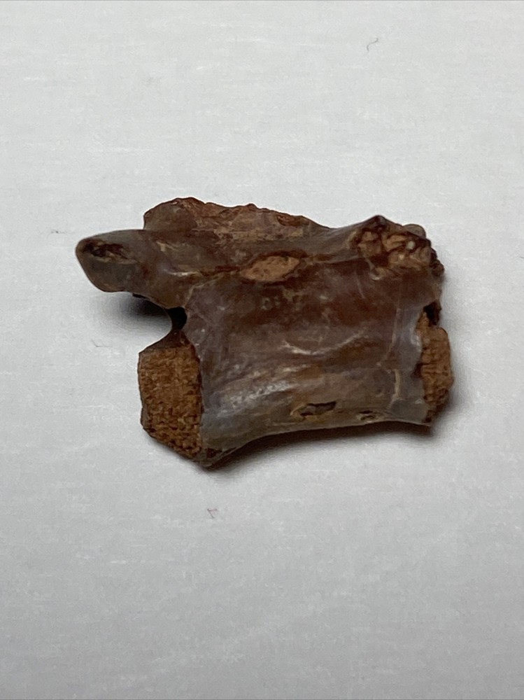 Theropod Tooth/eggshell/vertebrae