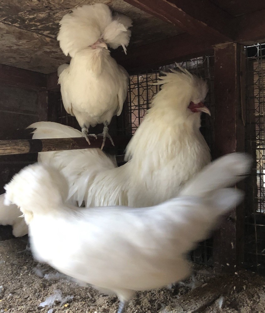 White Polish Frizzle Bantam Hatching Eggs 15+NPIP