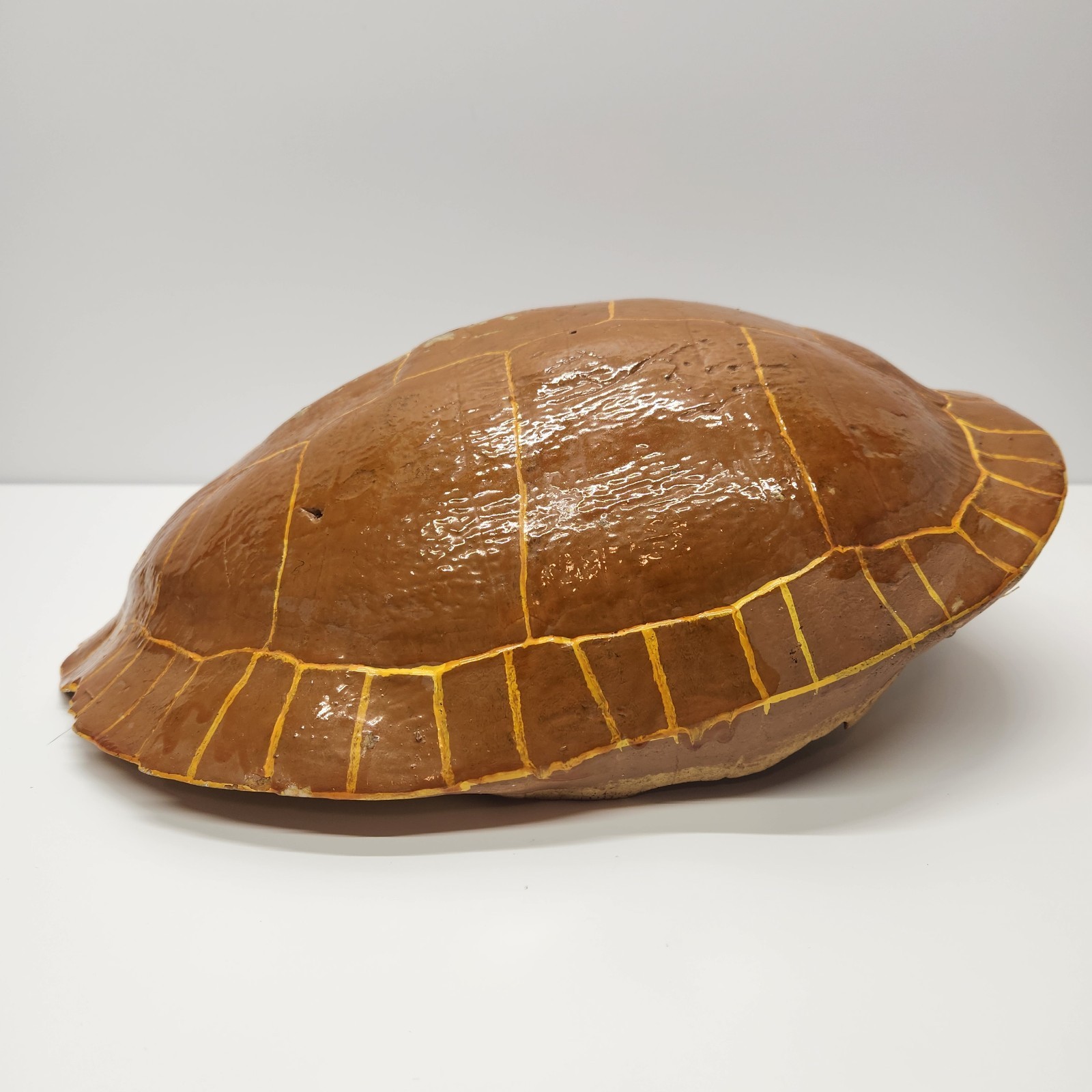 Vintage Real Turtle Shell Carapace 14 x 8" Taxidermy Curio Specimen Painted