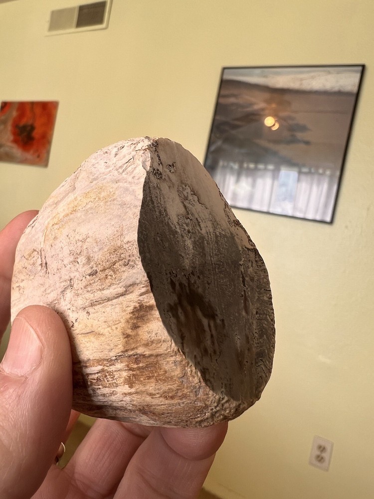 Yellowstone petrified wood mirror polish end