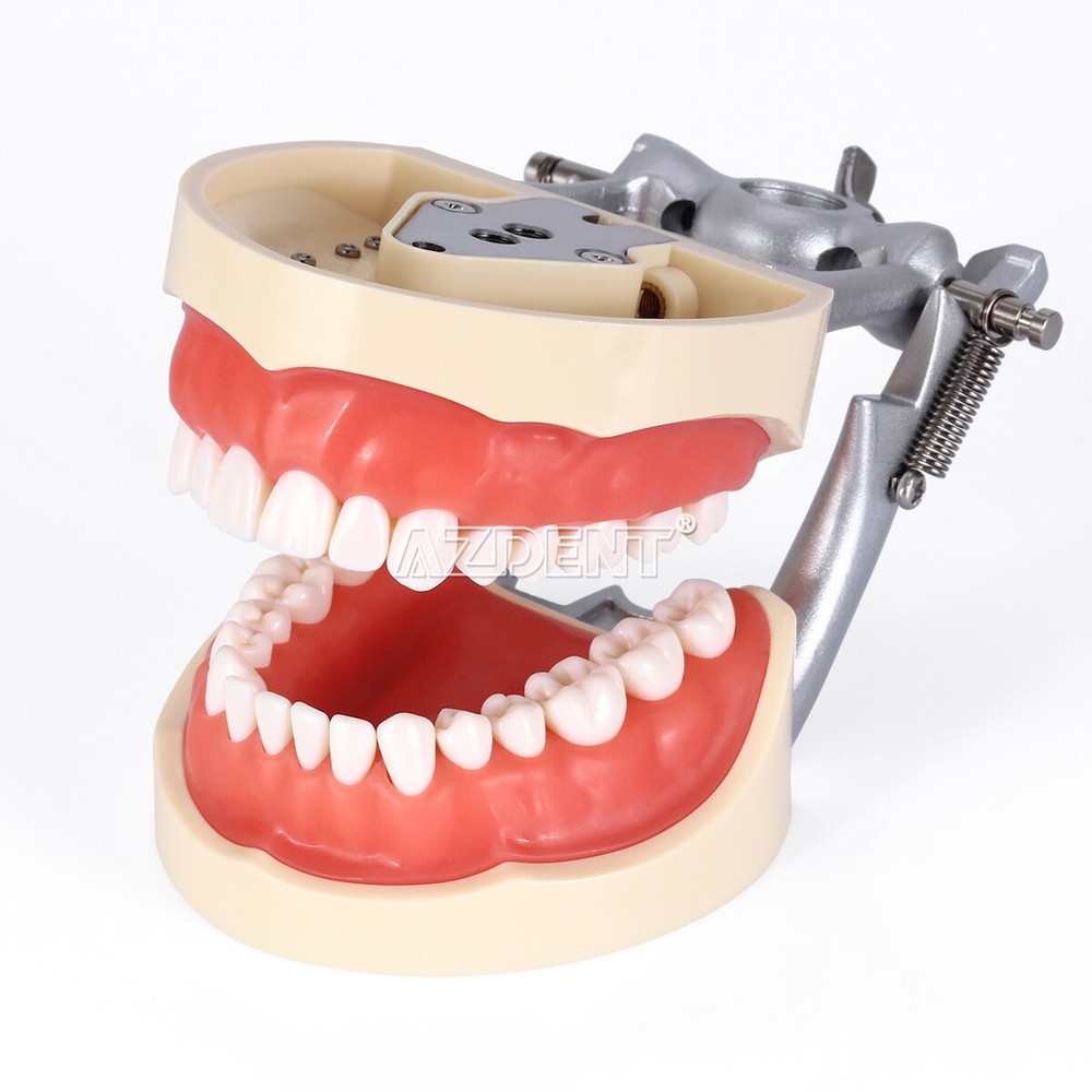 Dental Typodont Model with 32pcs Removable Teeth Articulated Teeth Model AZDENT
