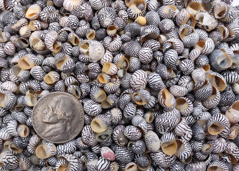 Zebra Nerite Seashells Black White (approx. half cup 850 shells 0.25+ inches)