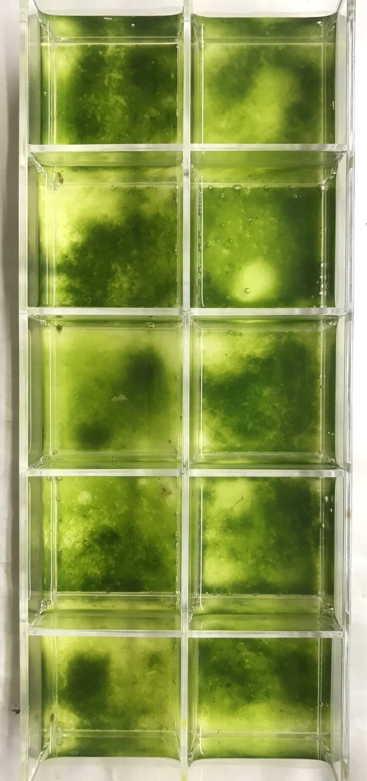 Live Daphnia magna=Water Fleas-live food*indoor container sustainable production