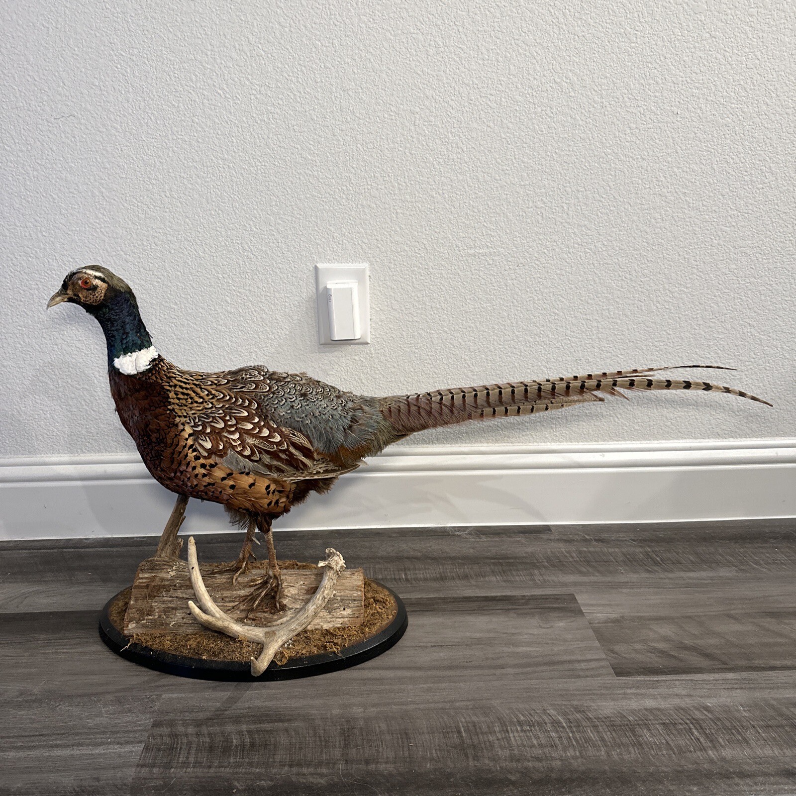 Pheasant Ring Neck Taxidermy Table / Shelf Display Mount