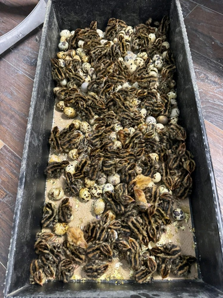 120 Jumbo Coturnix Hatching Eggs For Sale