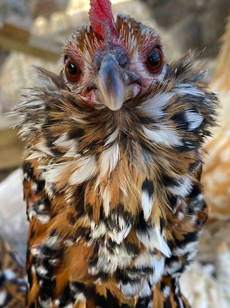 D'uccle Belgian Bearded Bantam Hatching Eggs 10++