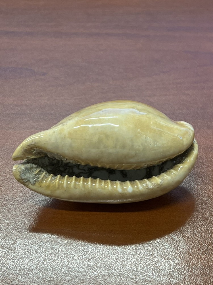 Fossilized Extinct COWRIE Shell From Central Florida, Pliocene Era.