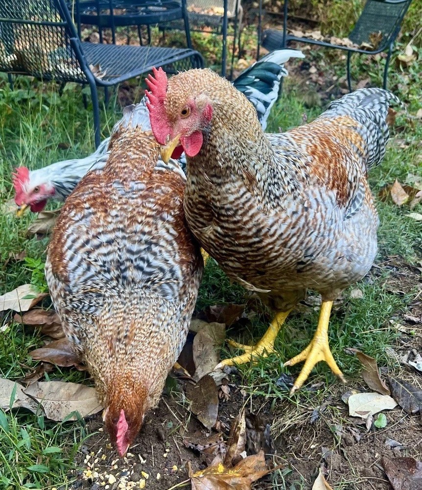 🎱 12 FERTILE HATCHING E G G S 🎱