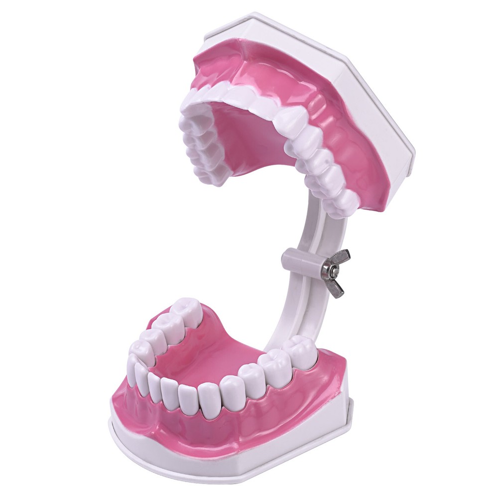 Dental Typodont Demonstration Model Removable 28 Teeth 2 Time Large Study Model
