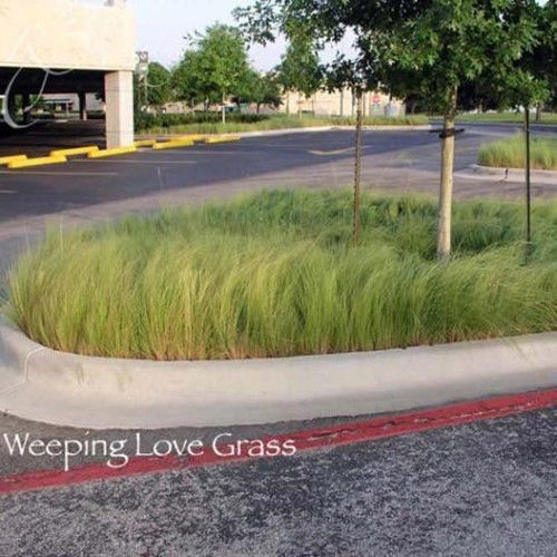 (Coated) SeedRanch Weeping Lovegrass Seed - 1 Lb.