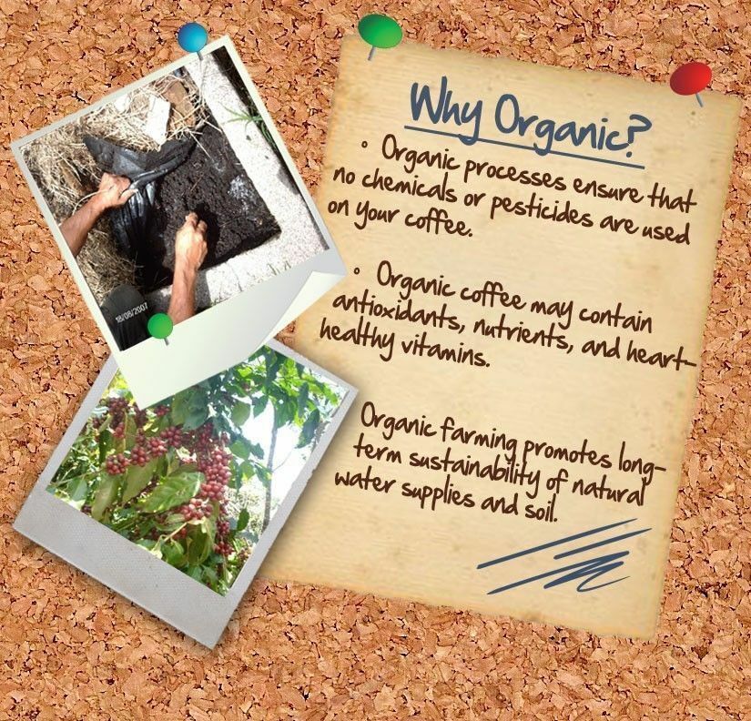 100% HAWAIIAN KONA PEABERRY COFFEE BEANS MEDIUM ROASTED 2 / 12LBS - 1 POUND BAGS