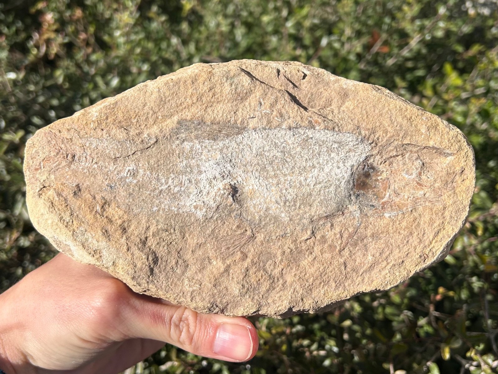 Rhacolepis Fossil Fish Brazil Santana Formation Cretaceous Pachyrhizodontidae