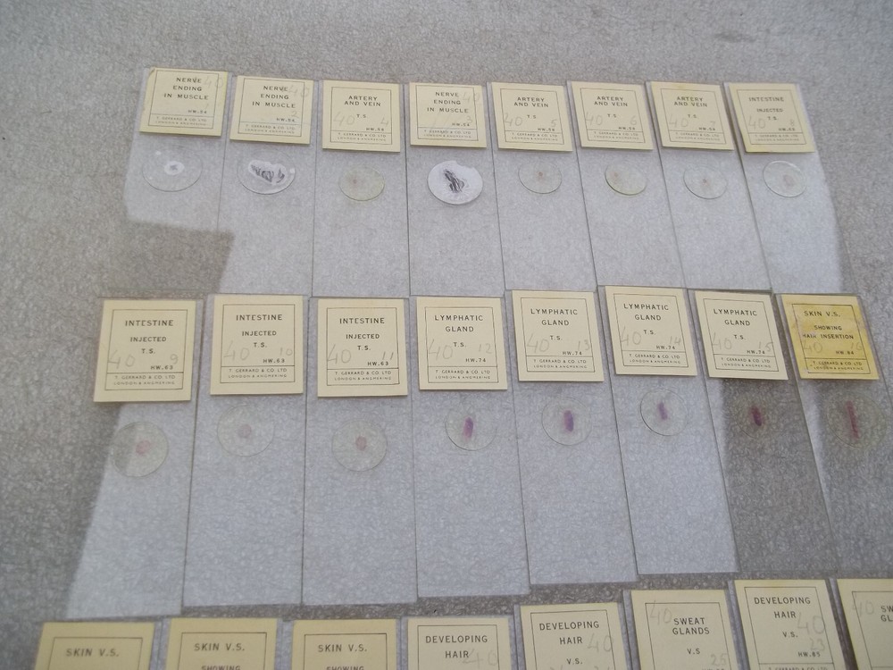 Vintage Glass Microscope Slides -