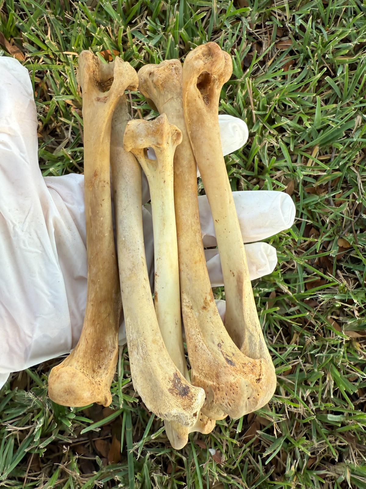 2PC Coyote Humerus Leg Bones for Crafts Knife Handle Native American 6" ~ 7"