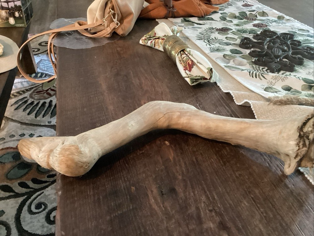 Mammoth Bone