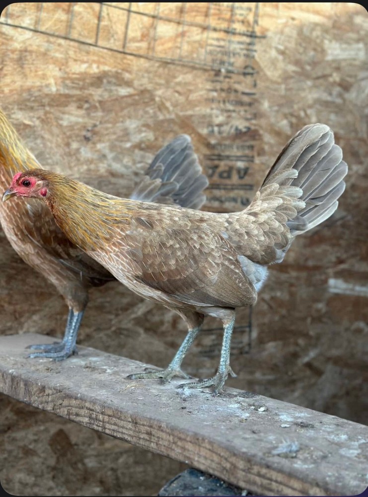 Chicken Hatching Eggs 6 + Spartan Blues