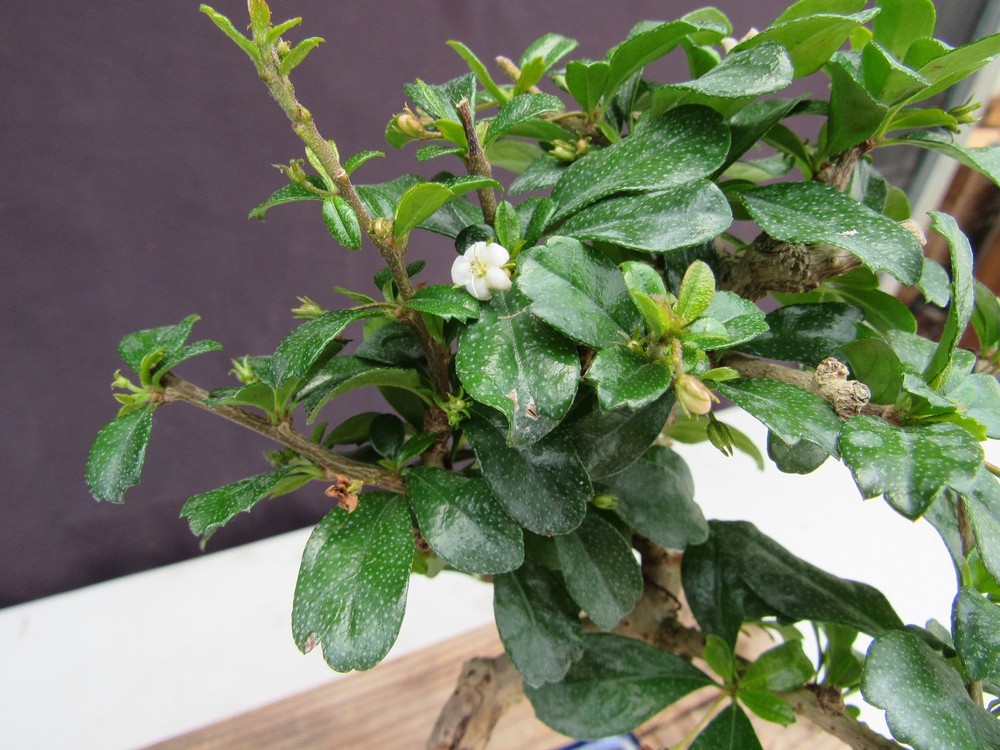 Fukien Tea Bonsai Tree - Small Curved Trunk Style