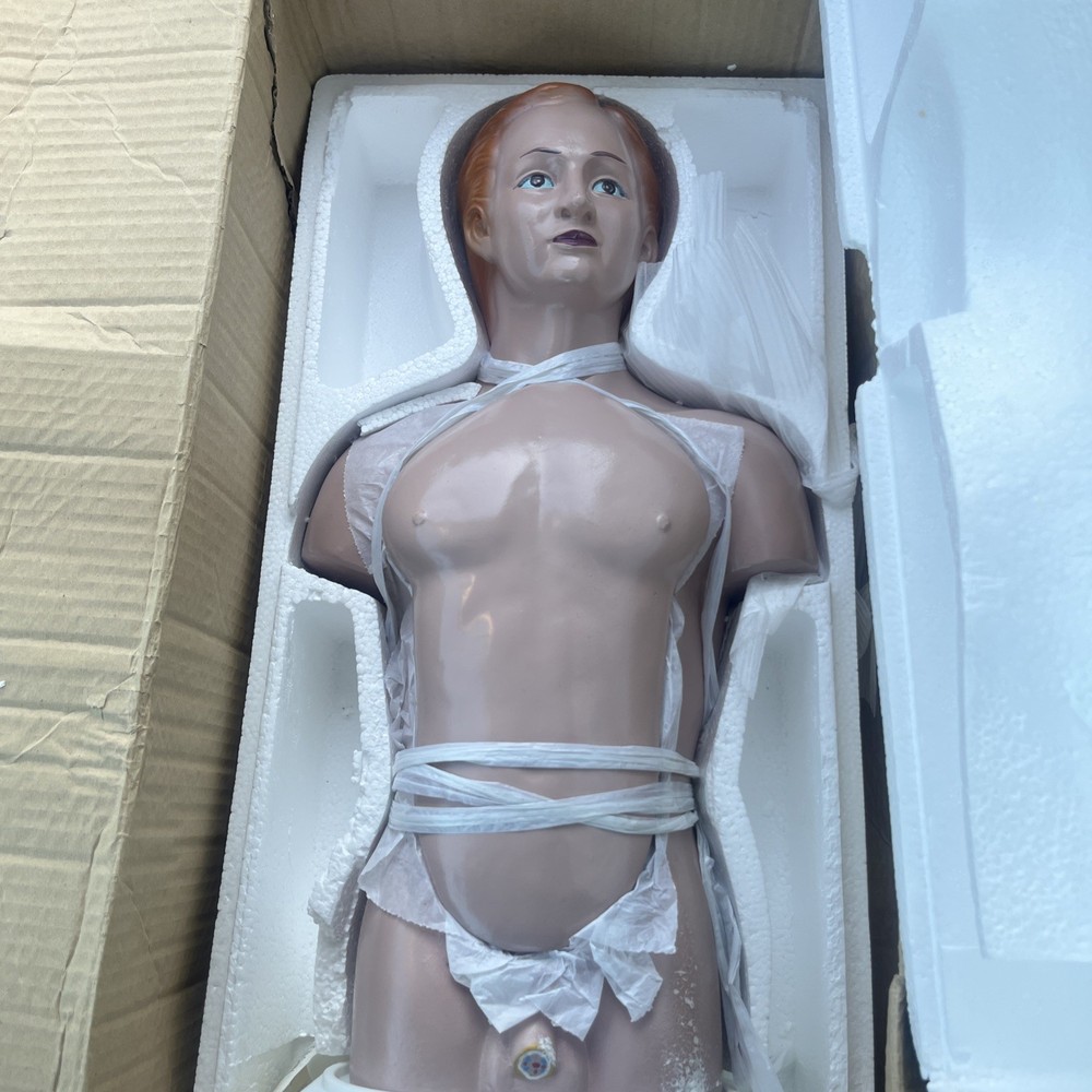 Dapper Dan Torso Anatomy Model, 14 Parts