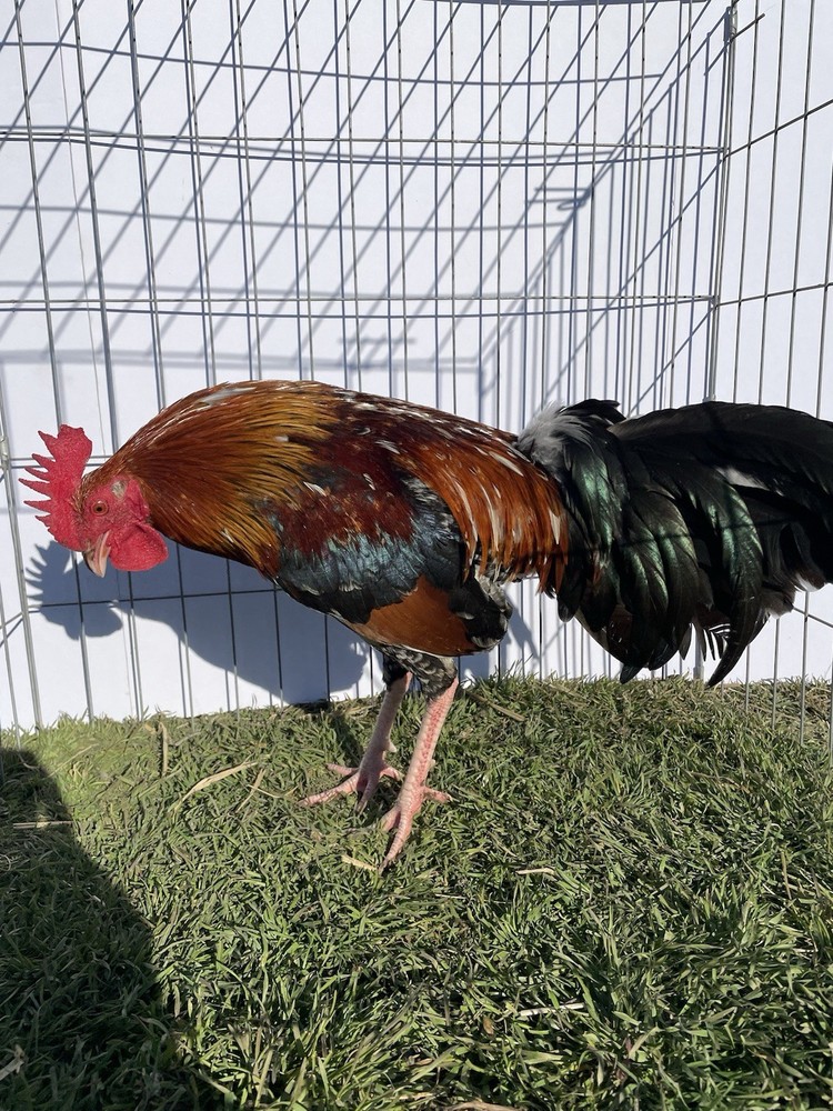 DoubleHFarm|| Fertilized 12 Hatching Eggs