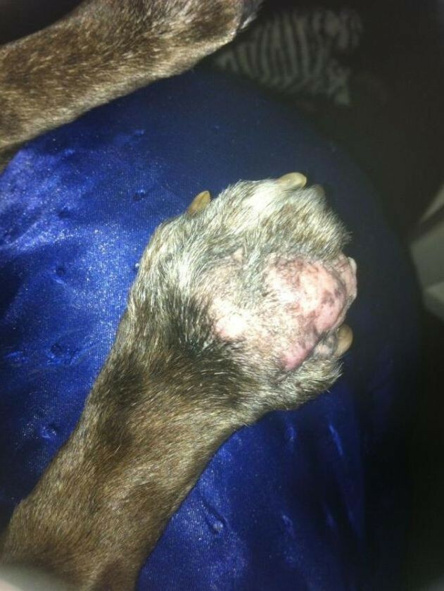 Grandmas Healing Products 1oz- Pine Tar Salve - A Black Drawing Ointment