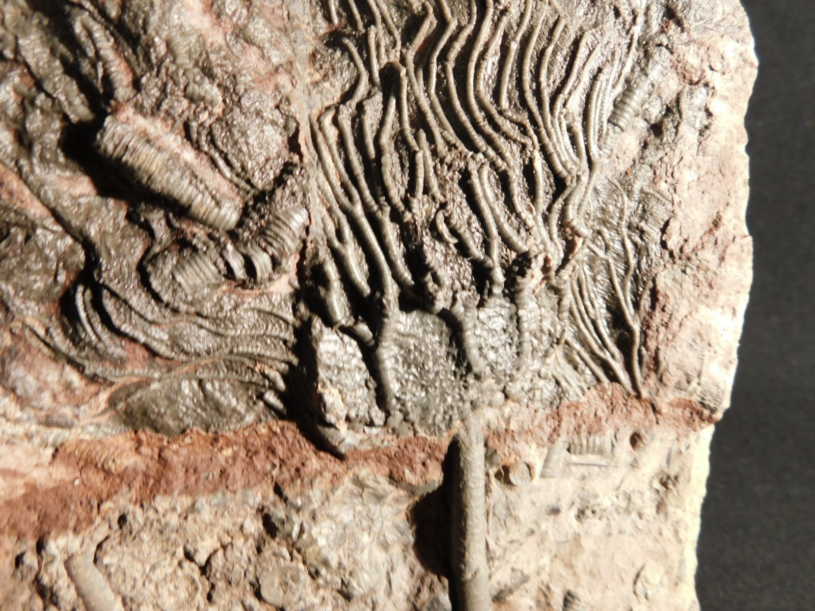 Nice! 430 Million Year Old! CRINOID Fossil or Sea LILY Fossil Morocco 838gr