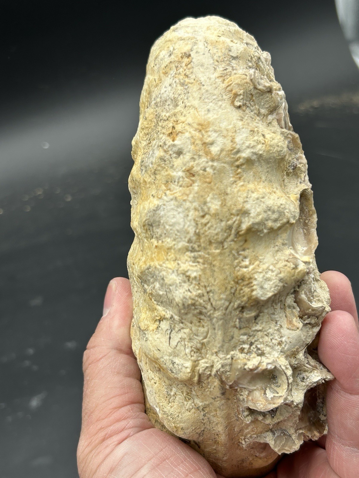 SUPERB 7.5” Cretaceous Mortoniceras Sp.Texas Fossil Ammonite!CRAZY Oyster Party!