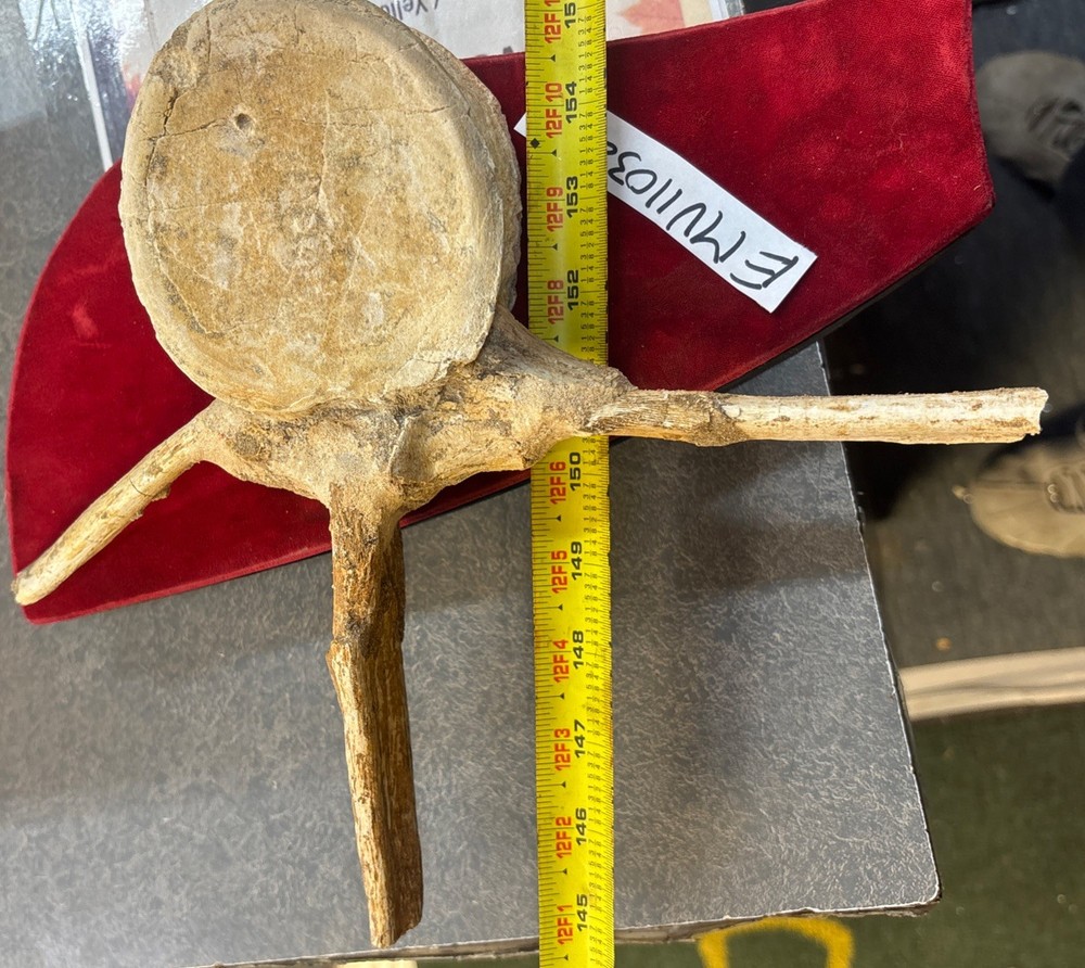 Mosasaurus Vertebrae