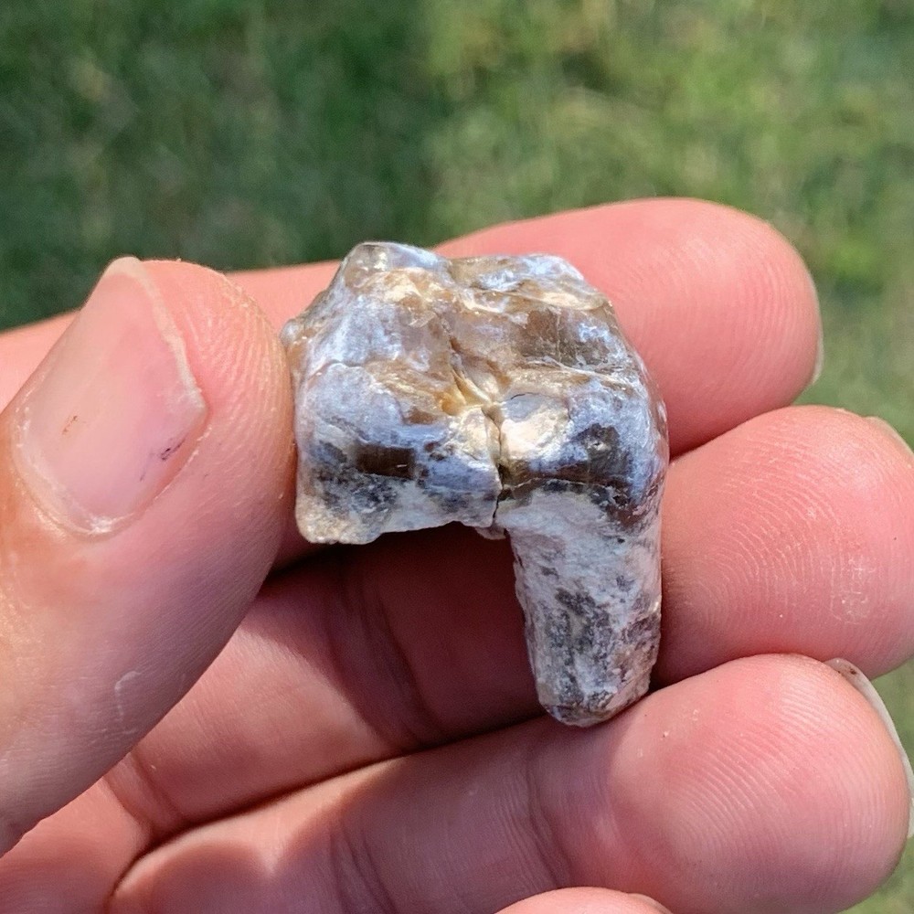 Fossil Archaeotherium tooth, Hell Pig, Chadron formation, Eocene, Nebraska