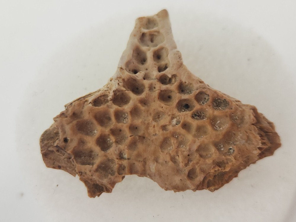 Lance Formation Micro Fossil Pack - Perfect for Teaching / Education - 70 Pieces
