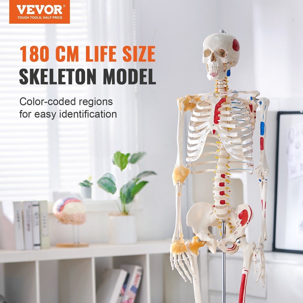 Functional 71.65" Human Skeleton Anatomical Model with Joint Play