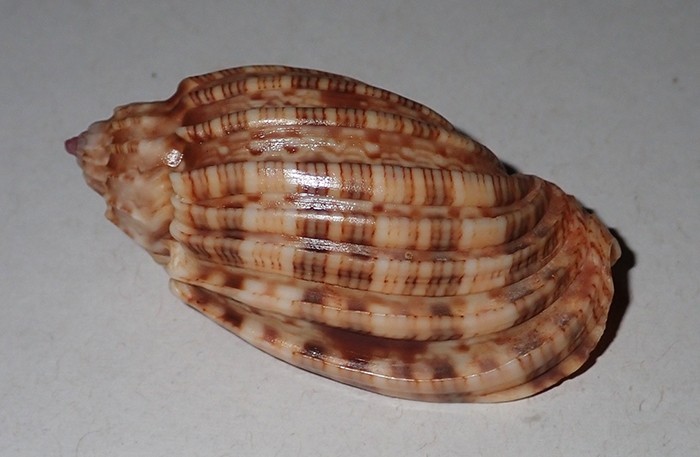 52 mm GREAT PATTERN Harpa Amouretta Harp Seashell #AK2 From Java Island