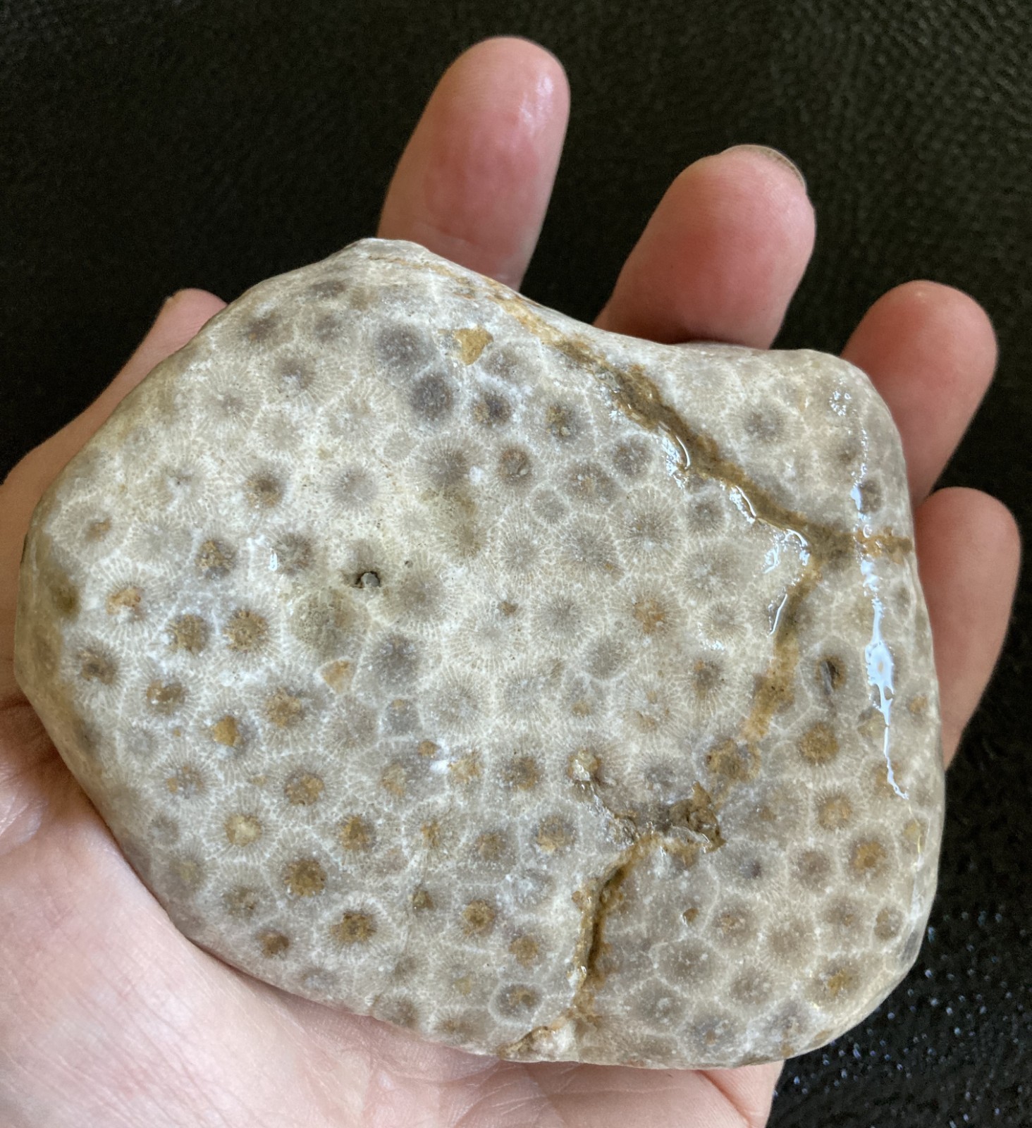 LARGE Michigan Petoskey Stone Hexagonaria Coral Head Fossil 4.2" Specimen 1LB
