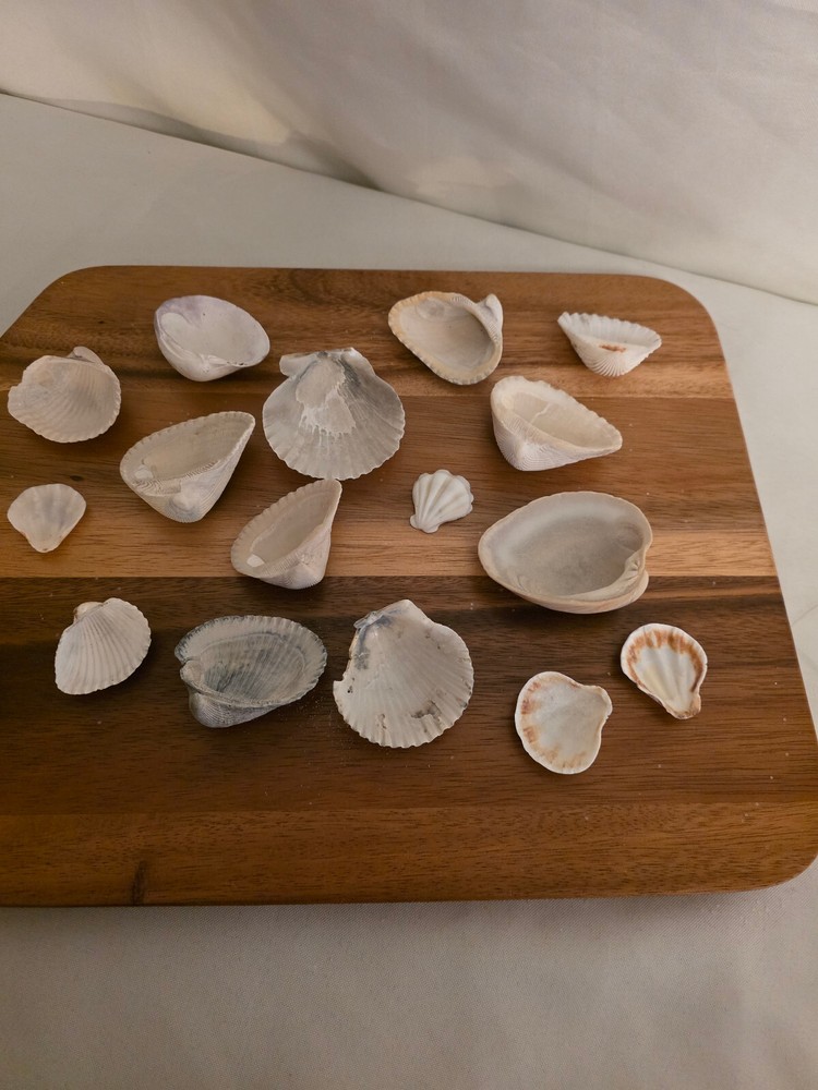 Ocean Seashell Lot - Estate Find