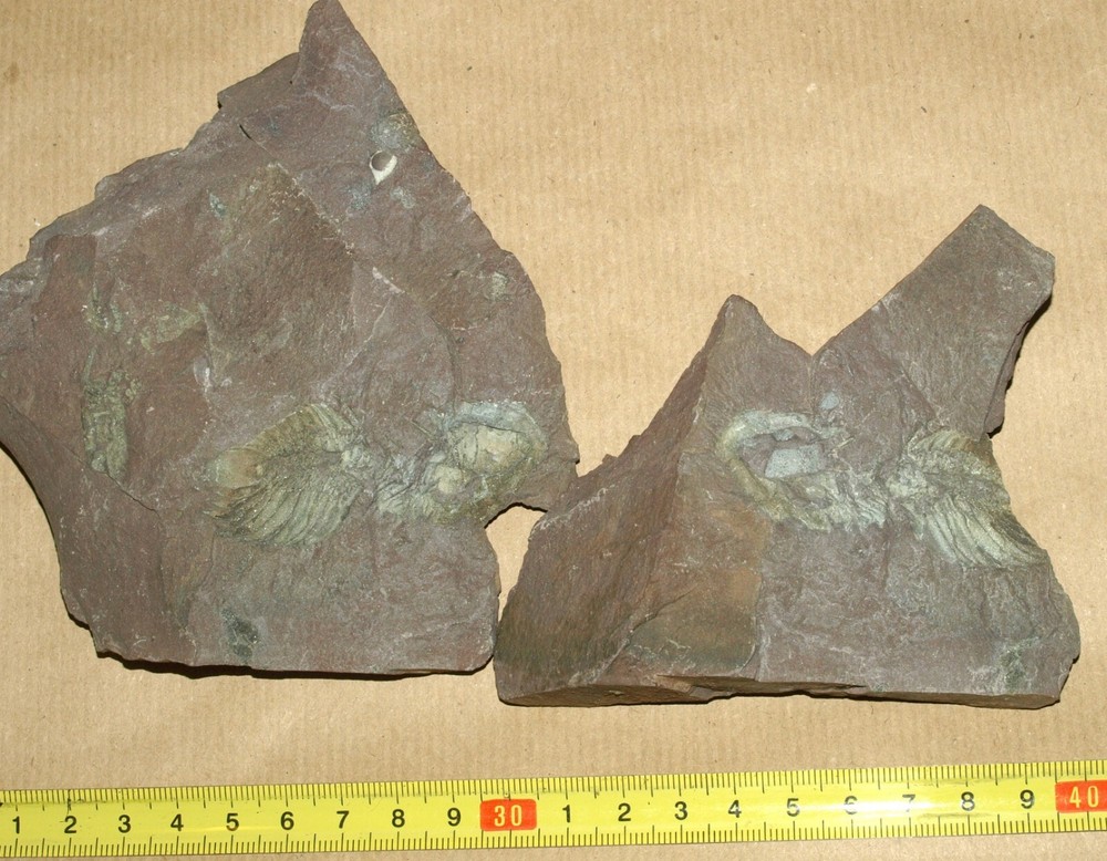 RARE Middle Cambrian trilobite -Eccaparadoxides pradoanus (positive/negative)