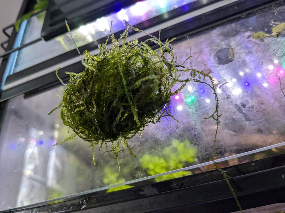 Java Moss Balls Live Aquarium Plant Decoration