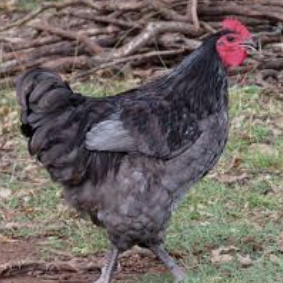 6pack Rare BBS AUSTRALORP chicken hatching eggs