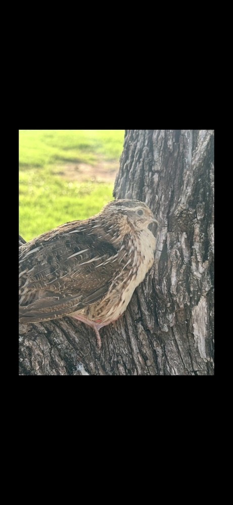 30+ Assorted Rare Coturnix Quail Hatching Eggs