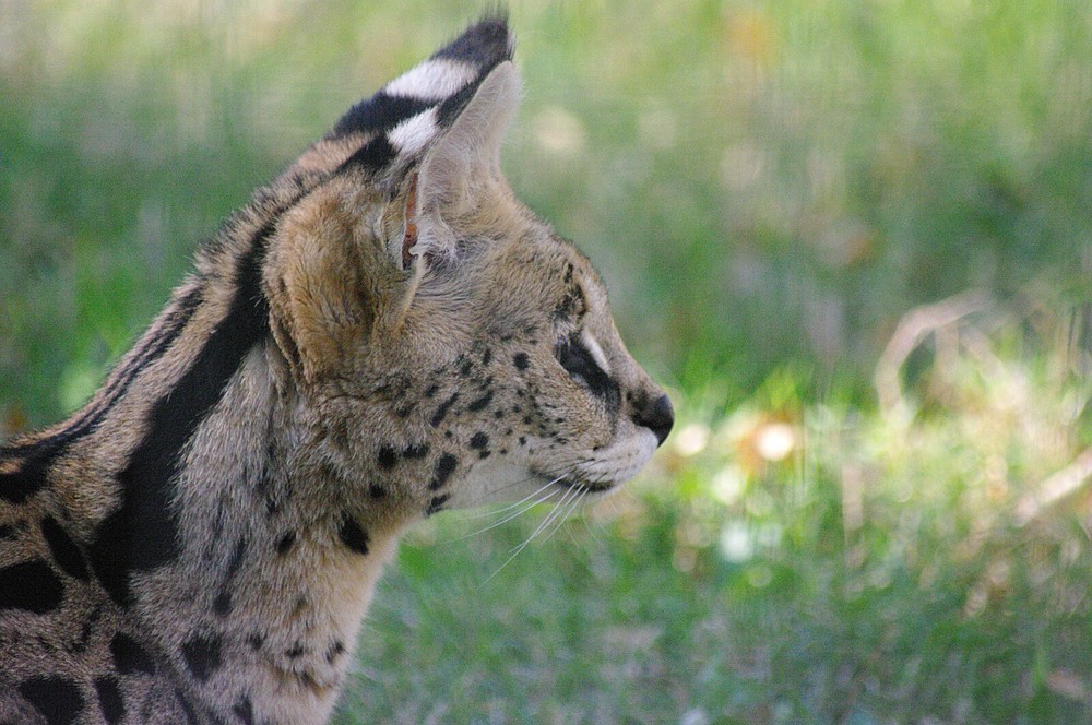 Serval Taxidermy Reference Photo Cd