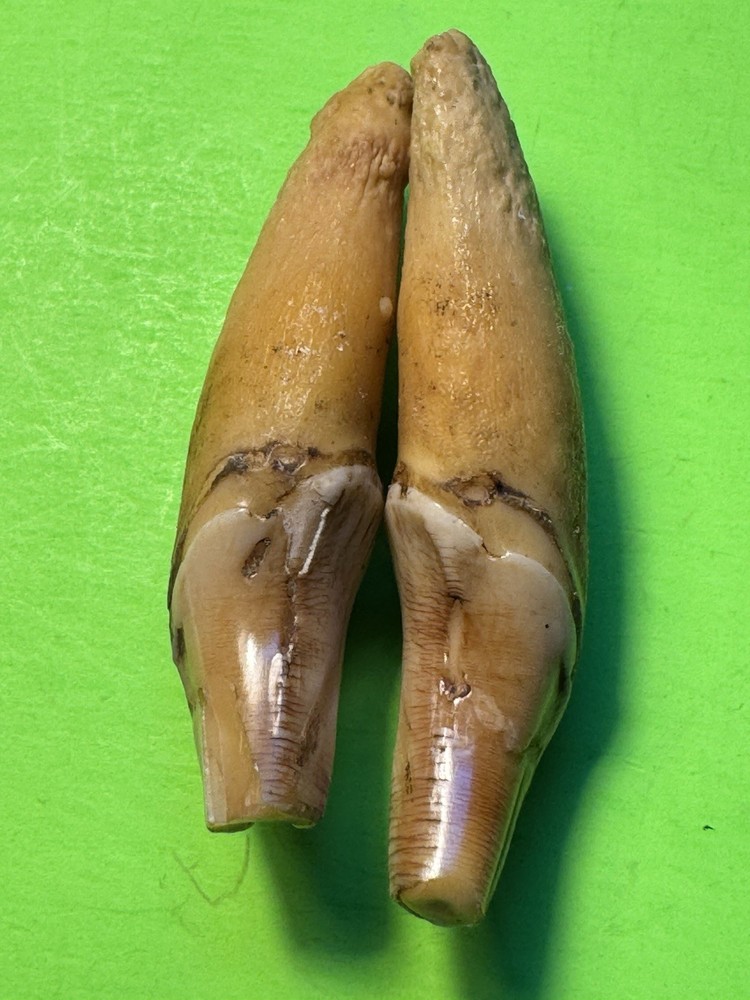 507- Tooth, Teeth, Fox’s Teeth, Coyote’s Teeth