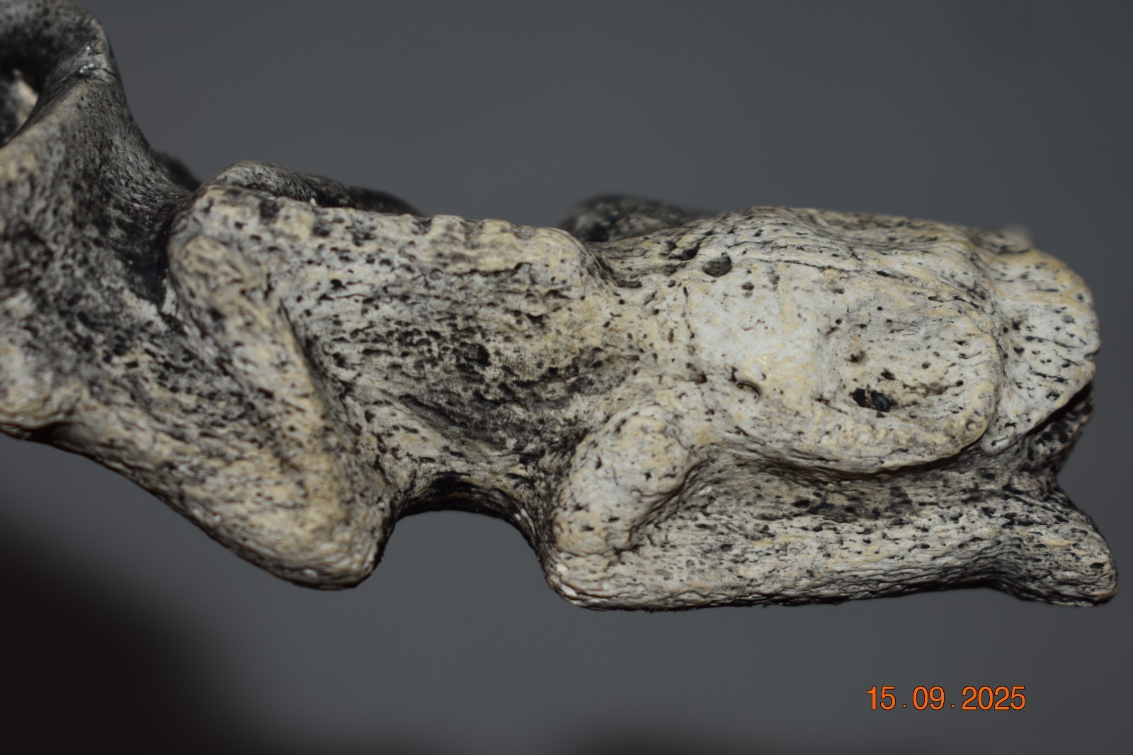 TAINO SHELL/BONE SPOON, 6" PROV