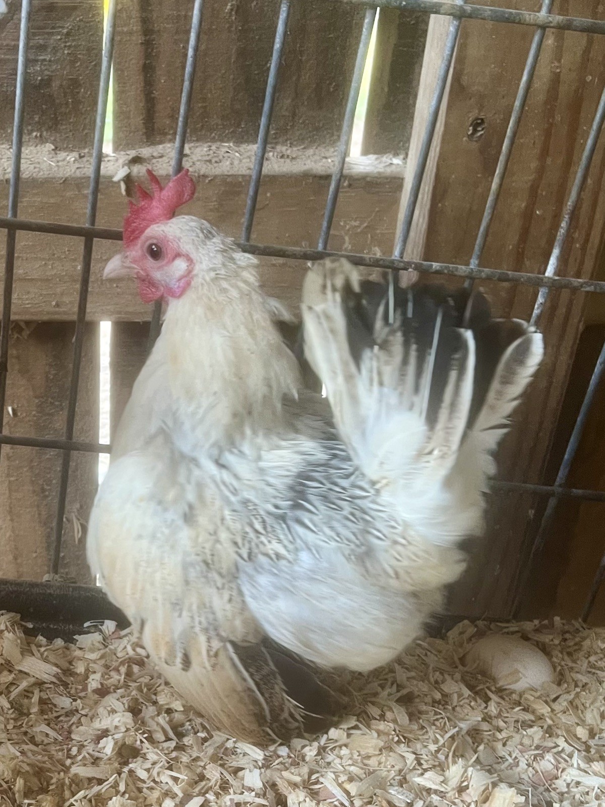 Small/Micro SERAMA Eggs One dozen Eggs