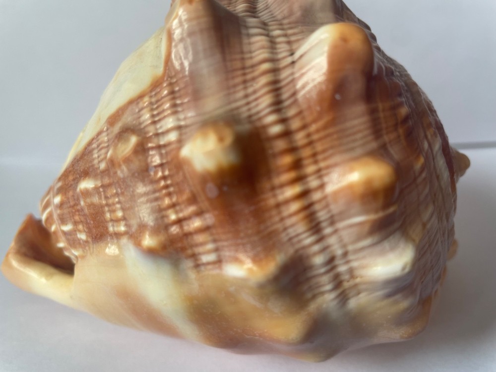 Scrimshaw shell cameo
