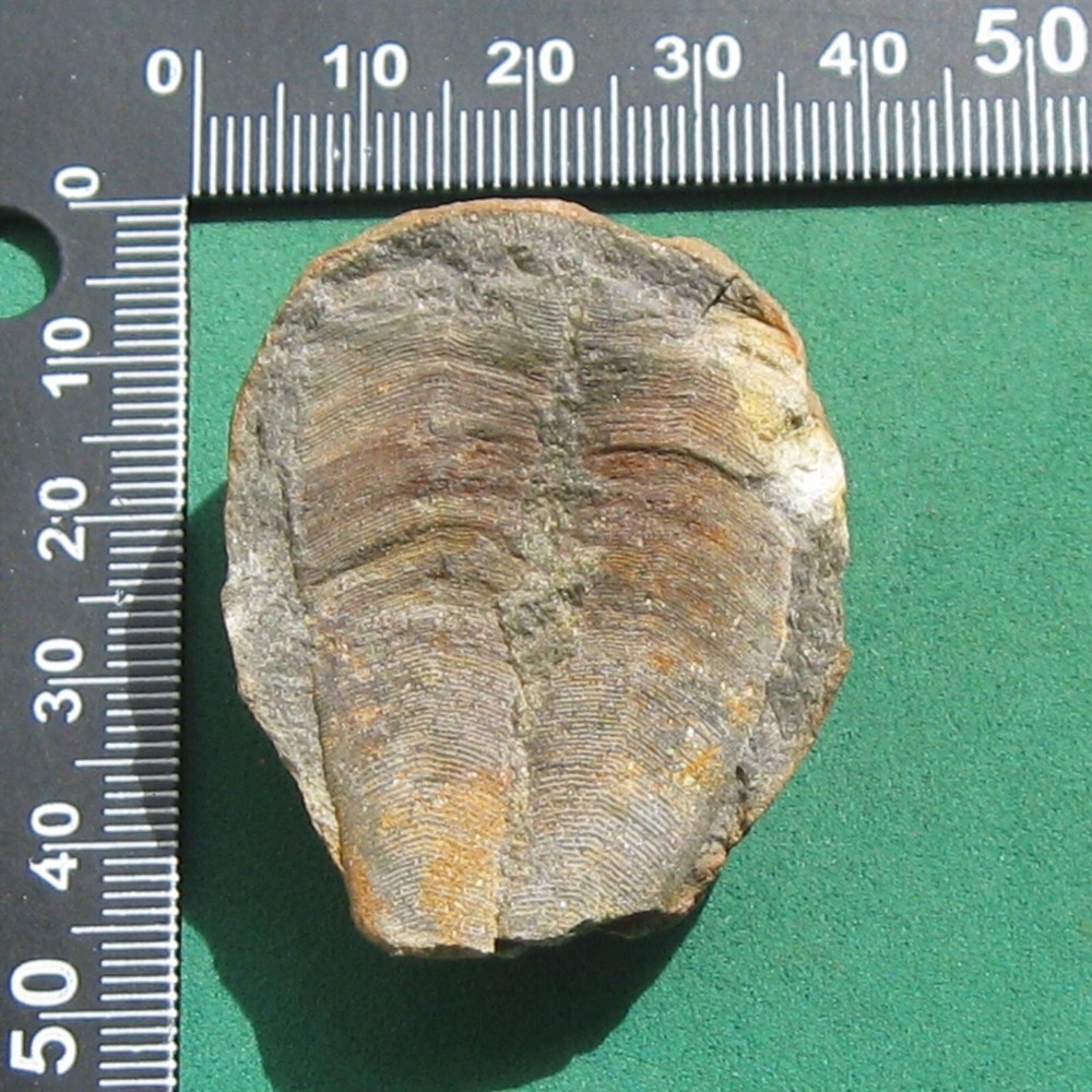 Conulariid, Conularia quichua: Bolivia devonian conulariid fossil