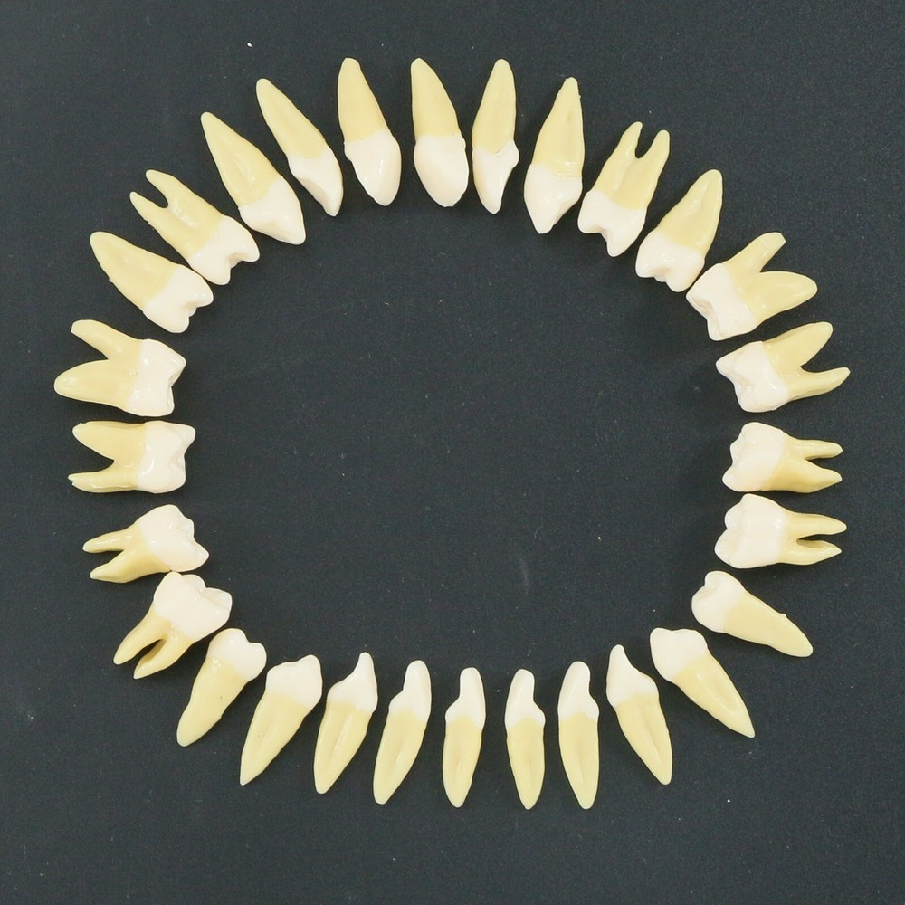 Dental 1:1 Permanent Teeth Demonstration Teach Study Model with 28Pcs Tooth