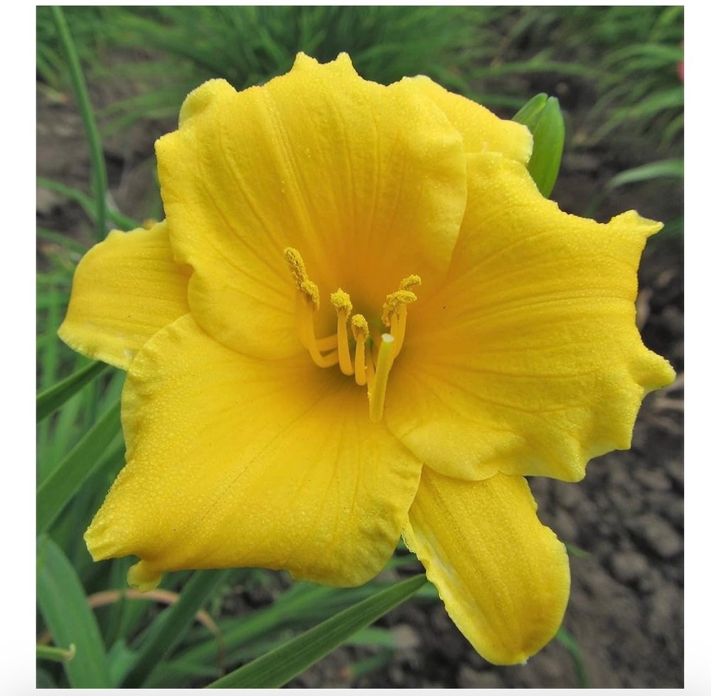 Stella De Oro Daylillies 5 Plants