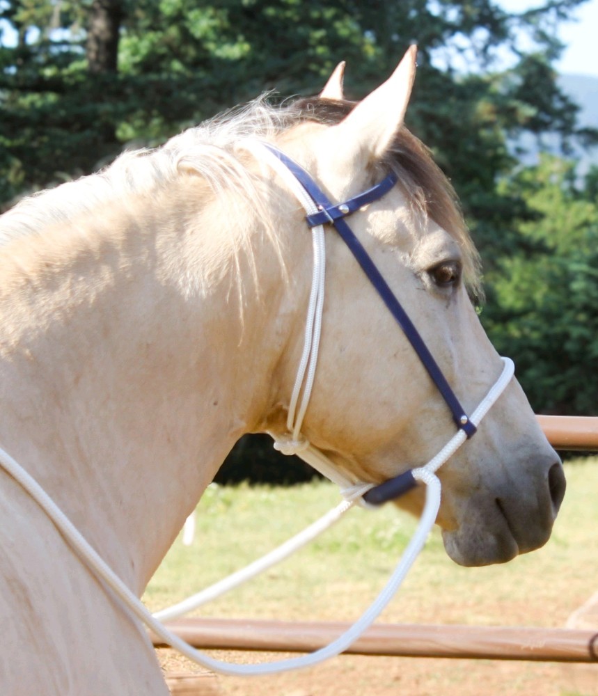 Sage Green Biothane Loping / Hackamore Bridle