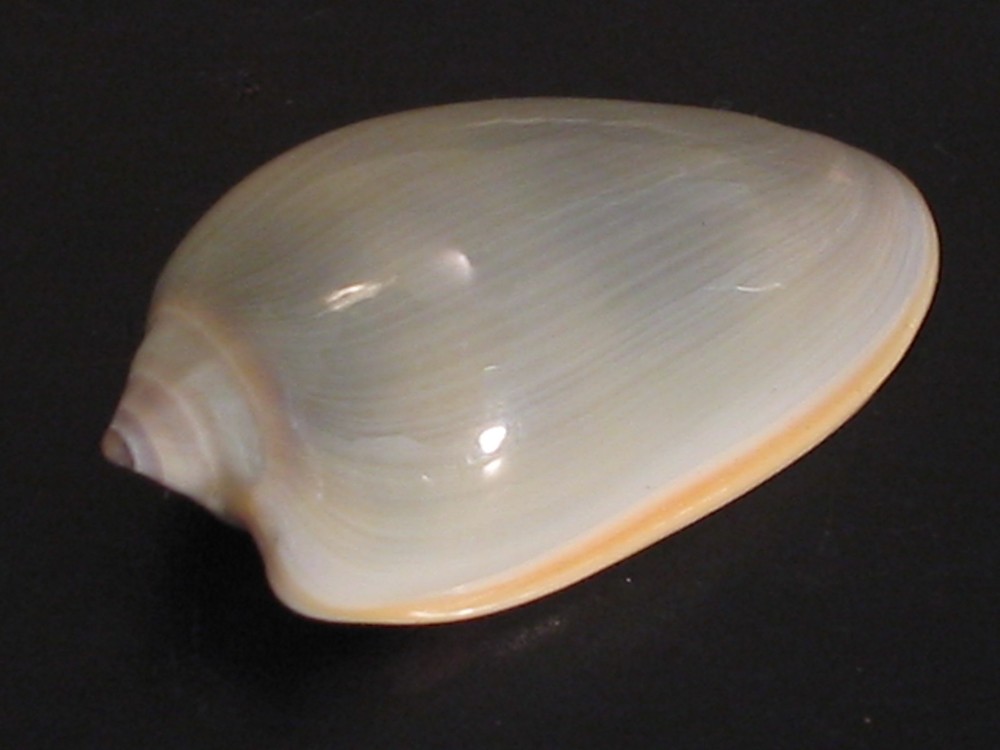 Stunning Form...PRUNUM PRUNUM~28.6mm~Panama SEASHELL