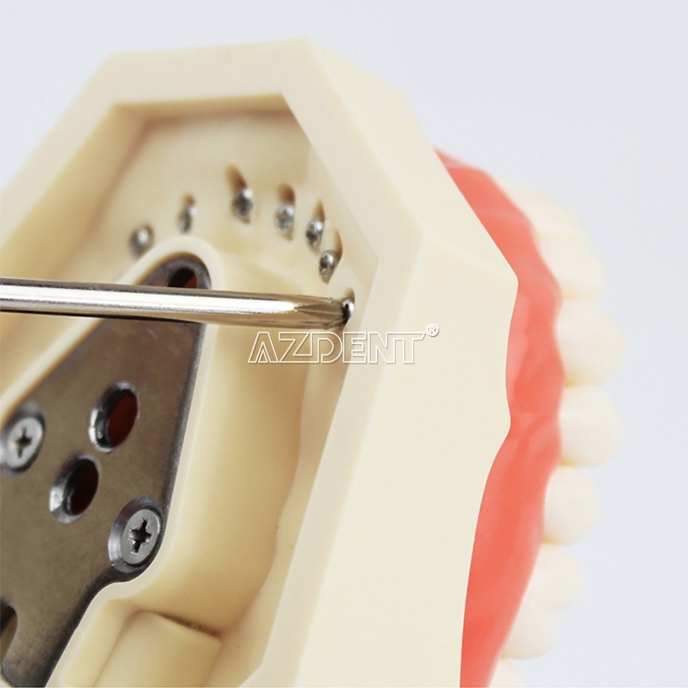 AZDENT Dental Typodont Model 32pcs Standard Removable Teeth DP-style Articulator